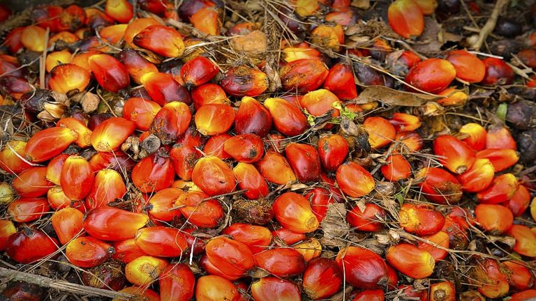 palm-oil-fruit-background